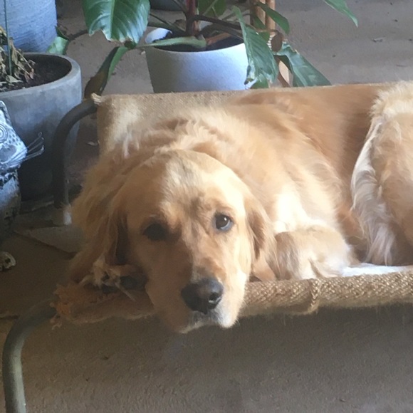 Meet your Posher, Lisa - Picture 1 of 1